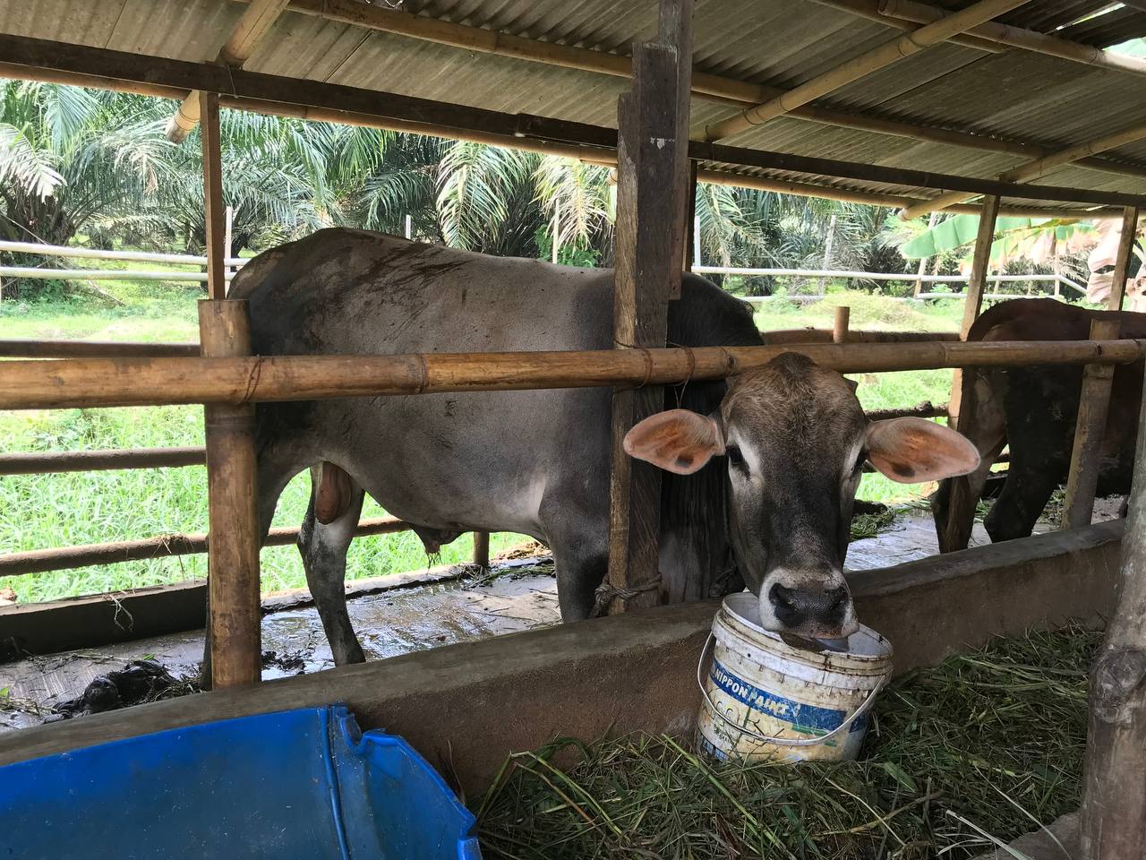 Jual Sapi Kurban Berkualitas di Medan