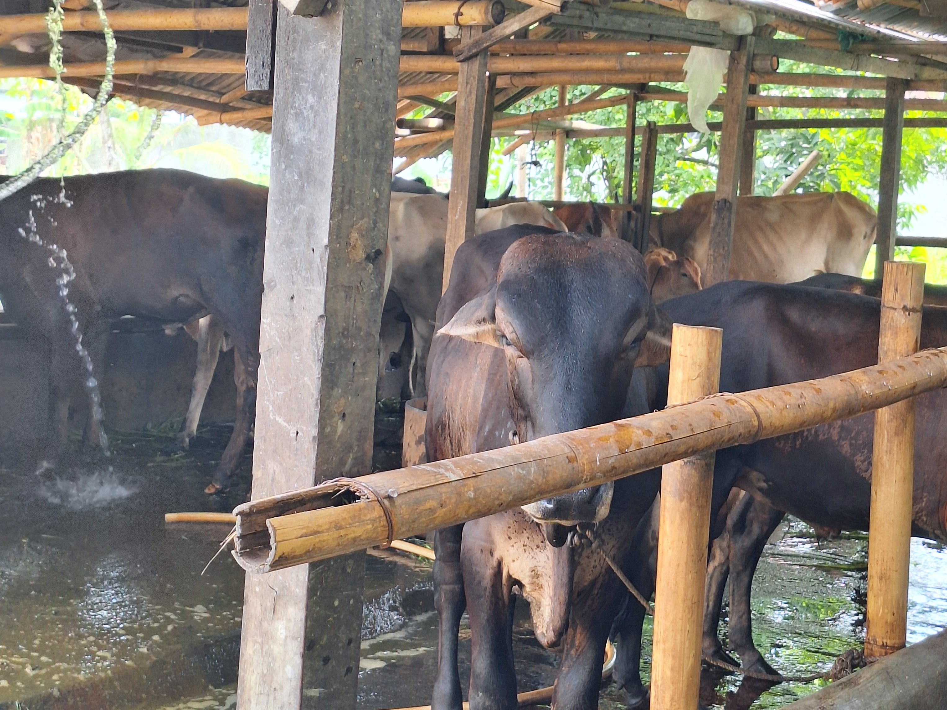 Cara Merawat Daging Kurban Agar Tetap Segar dan Lezat